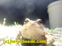 /home//u458753944/public_html/sourcegallery///////Roxborough Toad Detour/2023/2023-04-06/P4060684.JPG